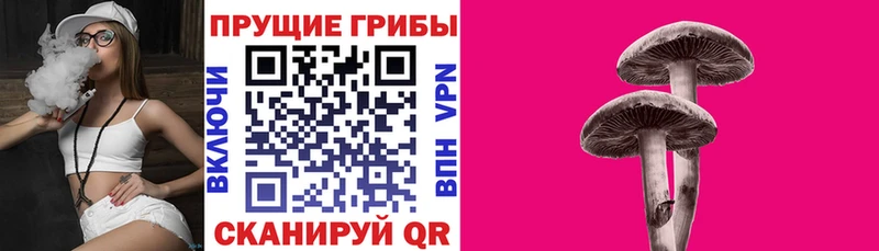 дарк нет телеграм  Красновишерск  Галлюциногенные грибы Psilocybine cubensis 